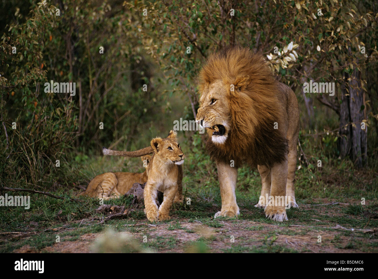 Aggravated Father Lion Stock Photo
