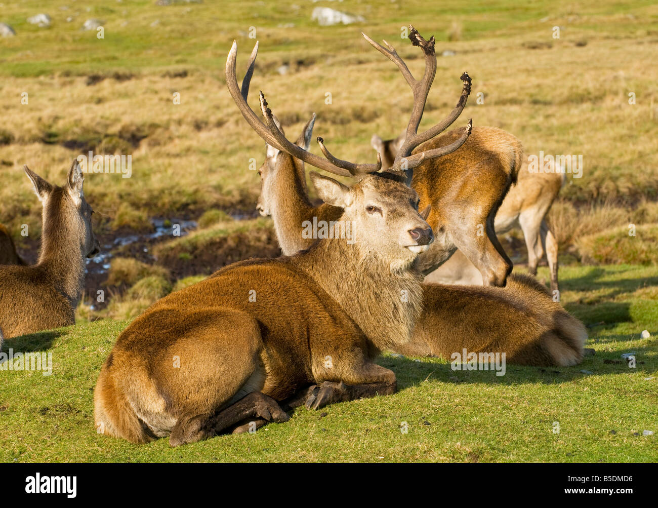 Red Deer (cervus elaphus) male with females during rut Stock Photo