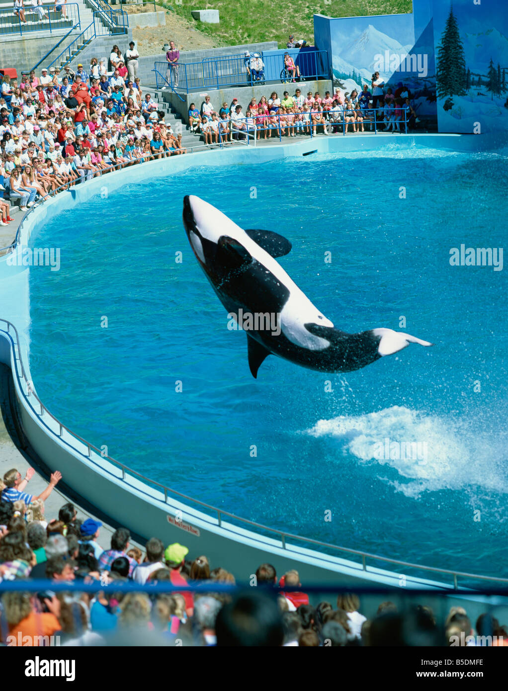 Performing killer whale Marine World Africa USA California United Stock