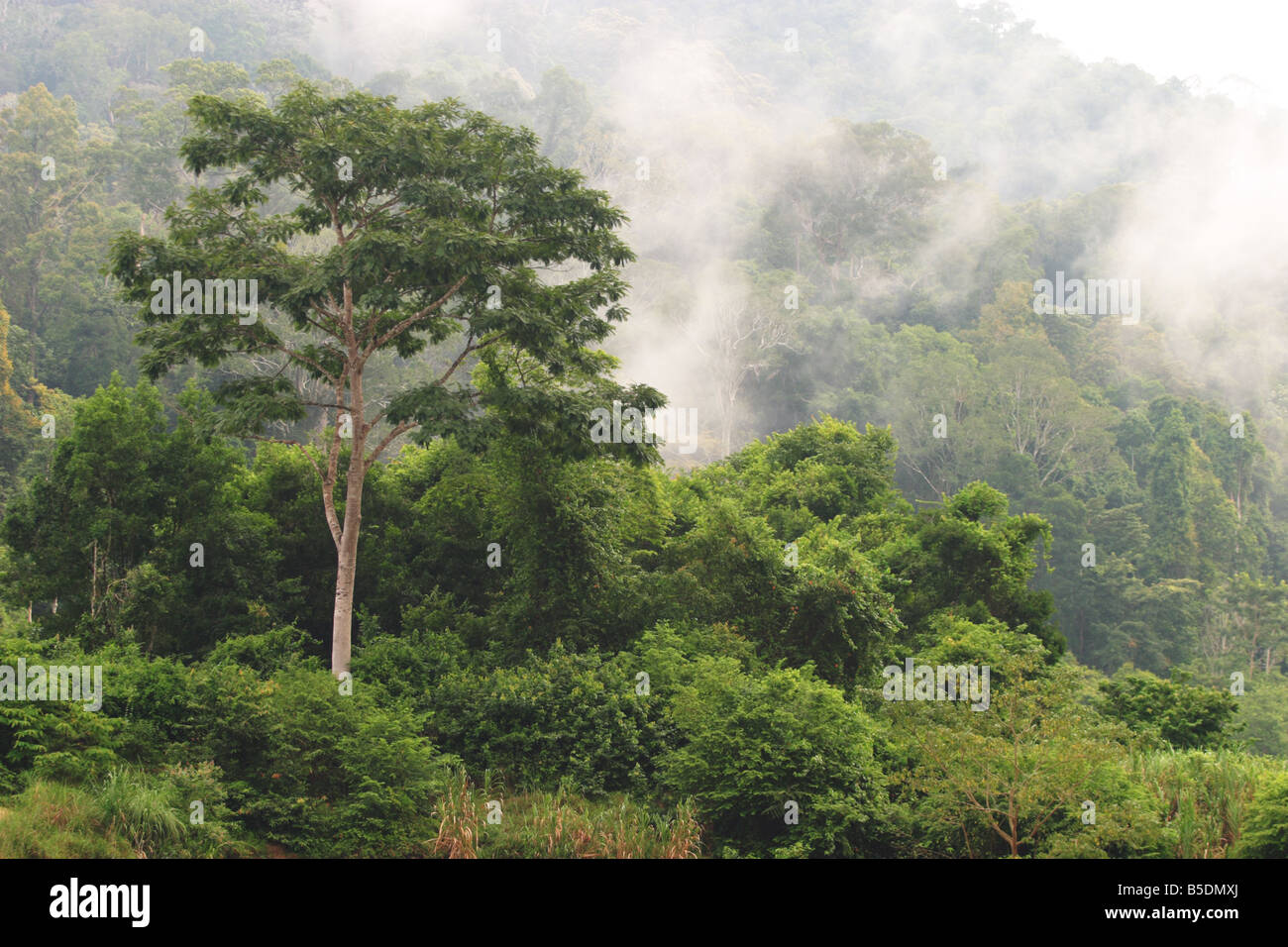 Malaysian Tropical Rainforest at Pahang National Park Stock Photo