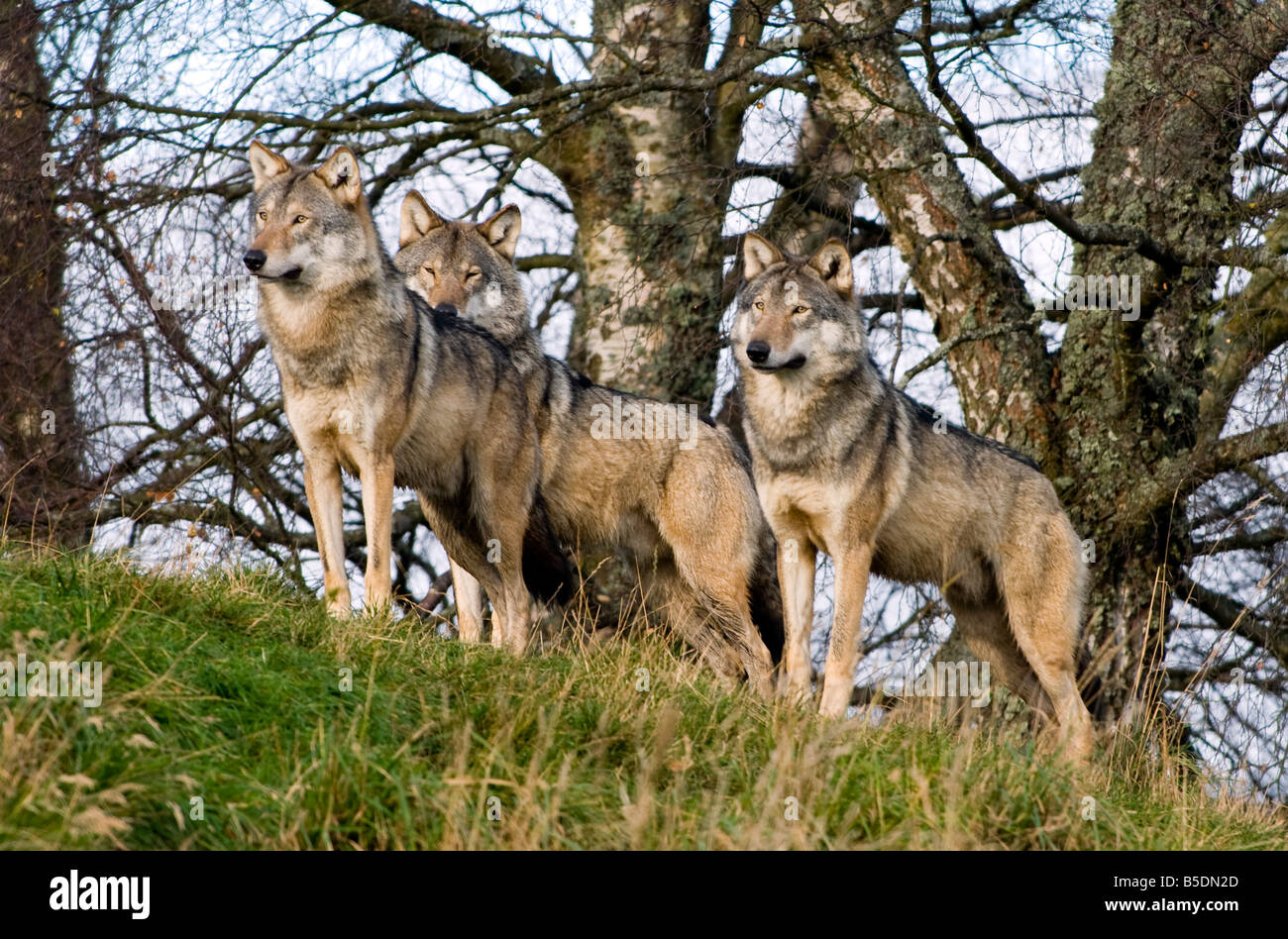 European Grey Wolves - Canis lupus lupus Stock Photo