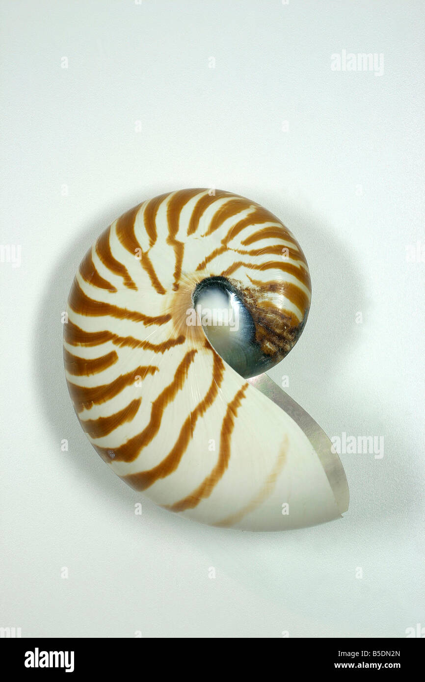 Shell of Pearl Nautilus, Chambered Nautilus (Nautilus pompilius) Stock Photo