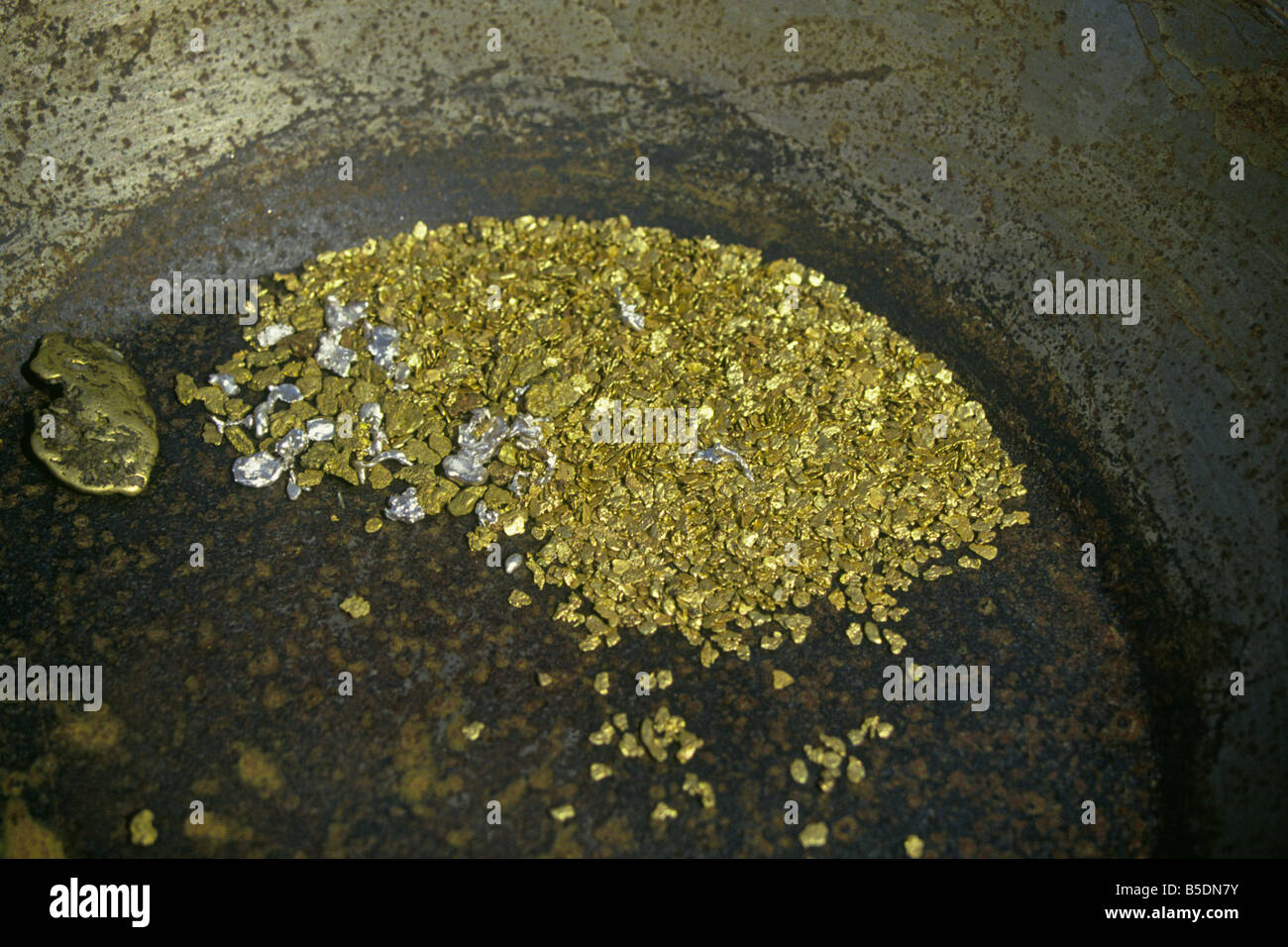 An old fashioned gold pan filled with gold nuggets and held by a prospector taken from a gold