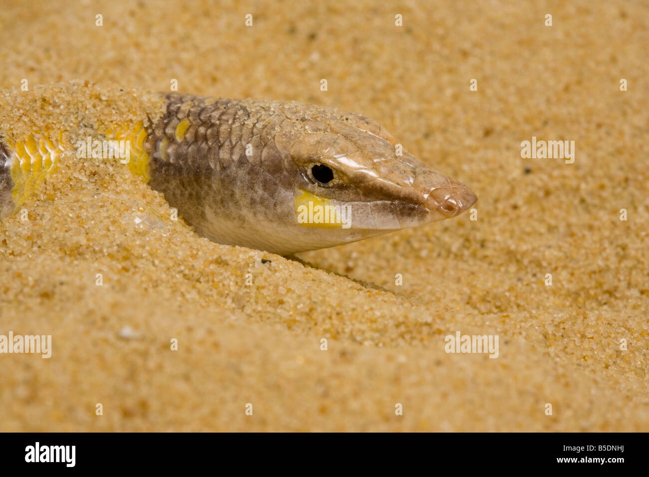 Sandfish Stock Photo