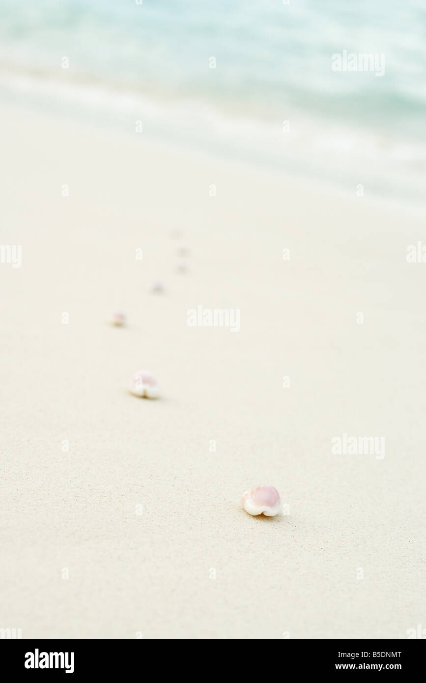 Line of seashells fading into the background Stock Photo Alamy