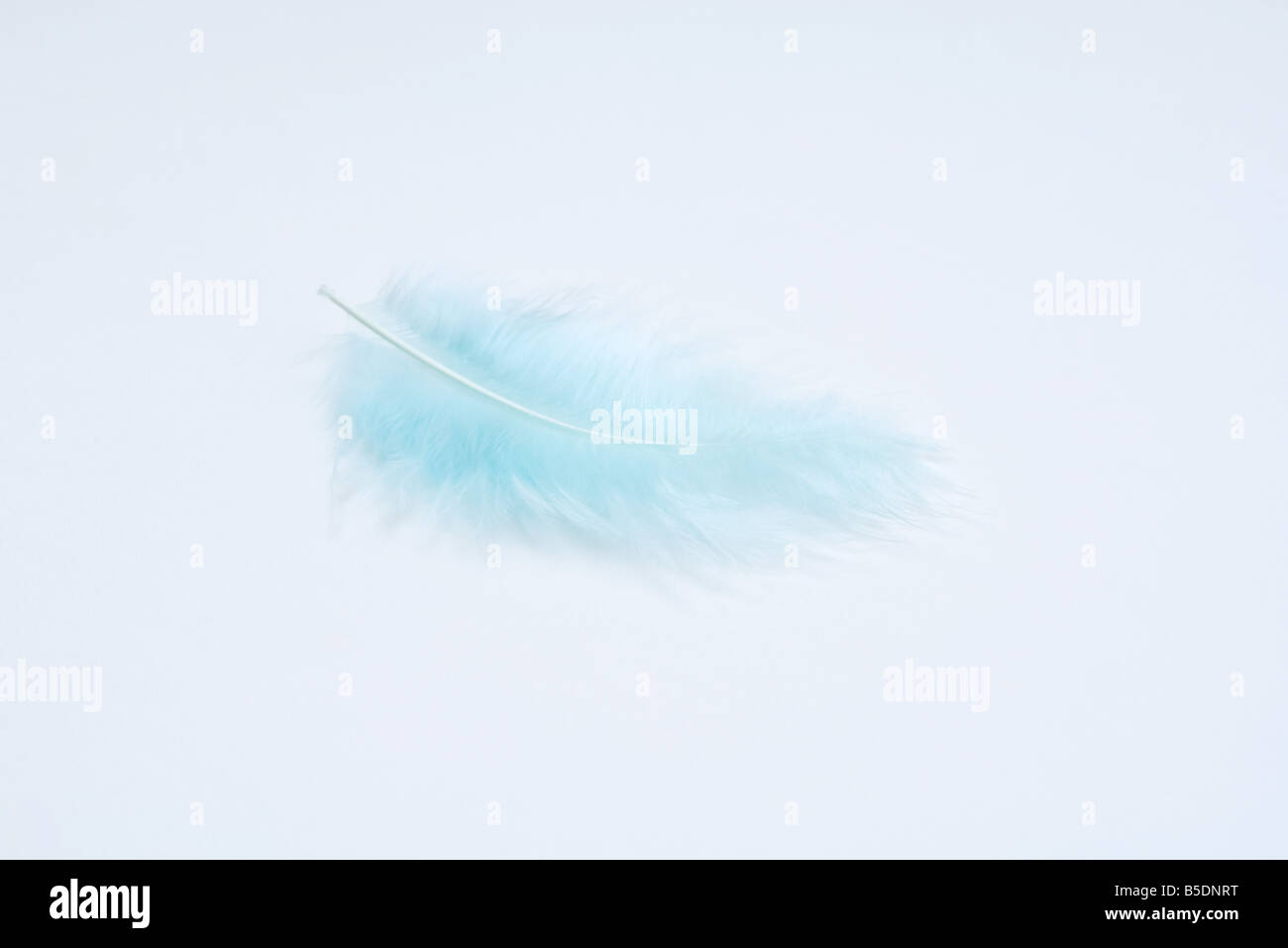 Blue feather, close-up Stock Photo