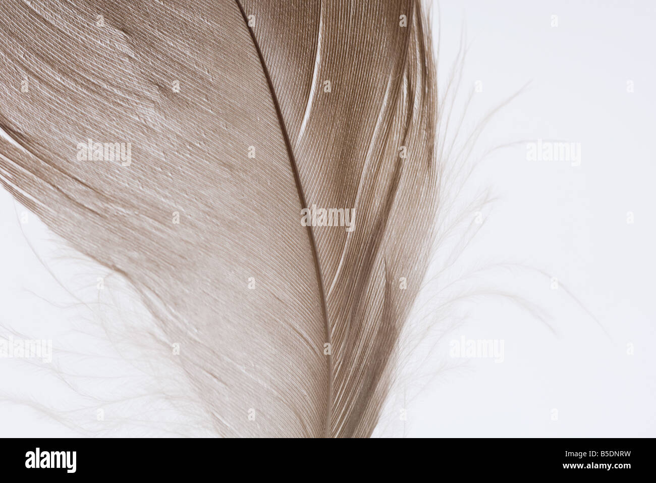 Feather, close-up, cropped Stock Photo