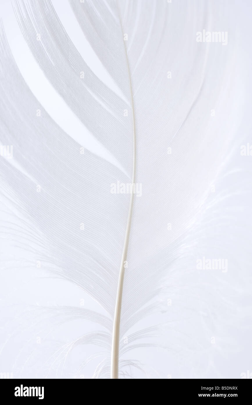 Feather, close-up, cropped Stock Photo