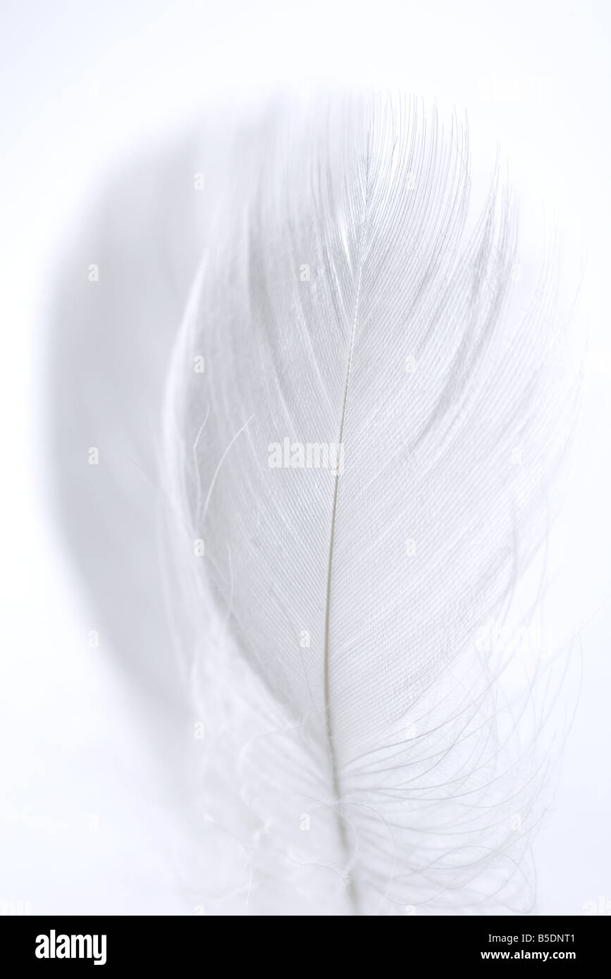 Feather, close-up Stock Photo