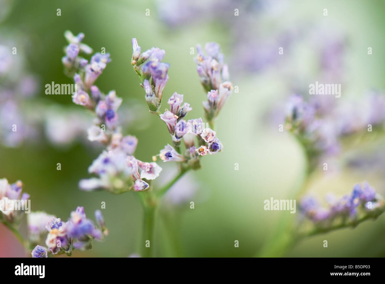Close-up of tiny purple flower buds, selective focus Stock Photo