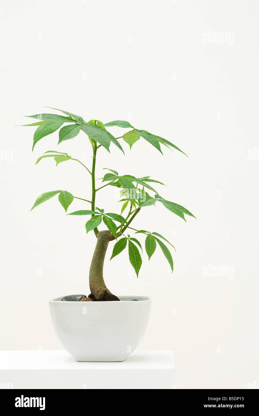 Potted silk floss tree Stock Photo Alamy