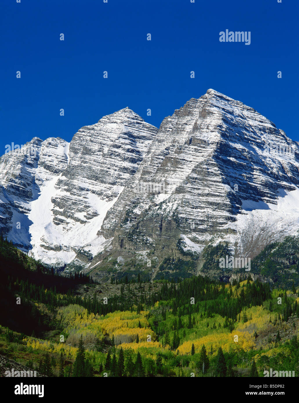 Trees in fall colours below snow covered Maroon Bell Mountains, at Aspen, Colorado, USA, North America Stock Photo