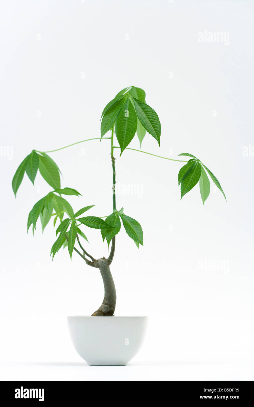 Potted silk floss tree Stock Photo Alamy