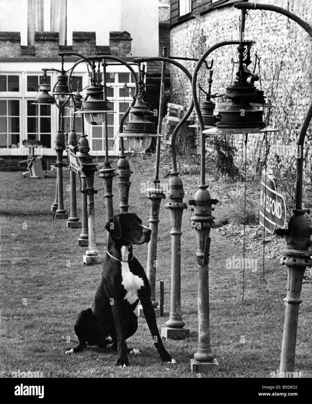 A dog sitting amongst the garden ornaments at his owner's home &#13;&#10;November 1959 Stock Photo