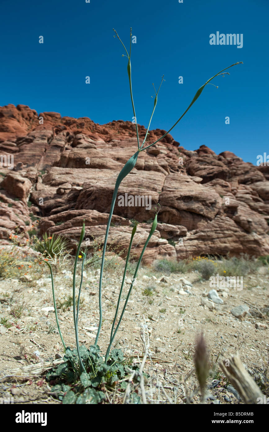 Rocky desert landscape, focus on plant Stock Photo