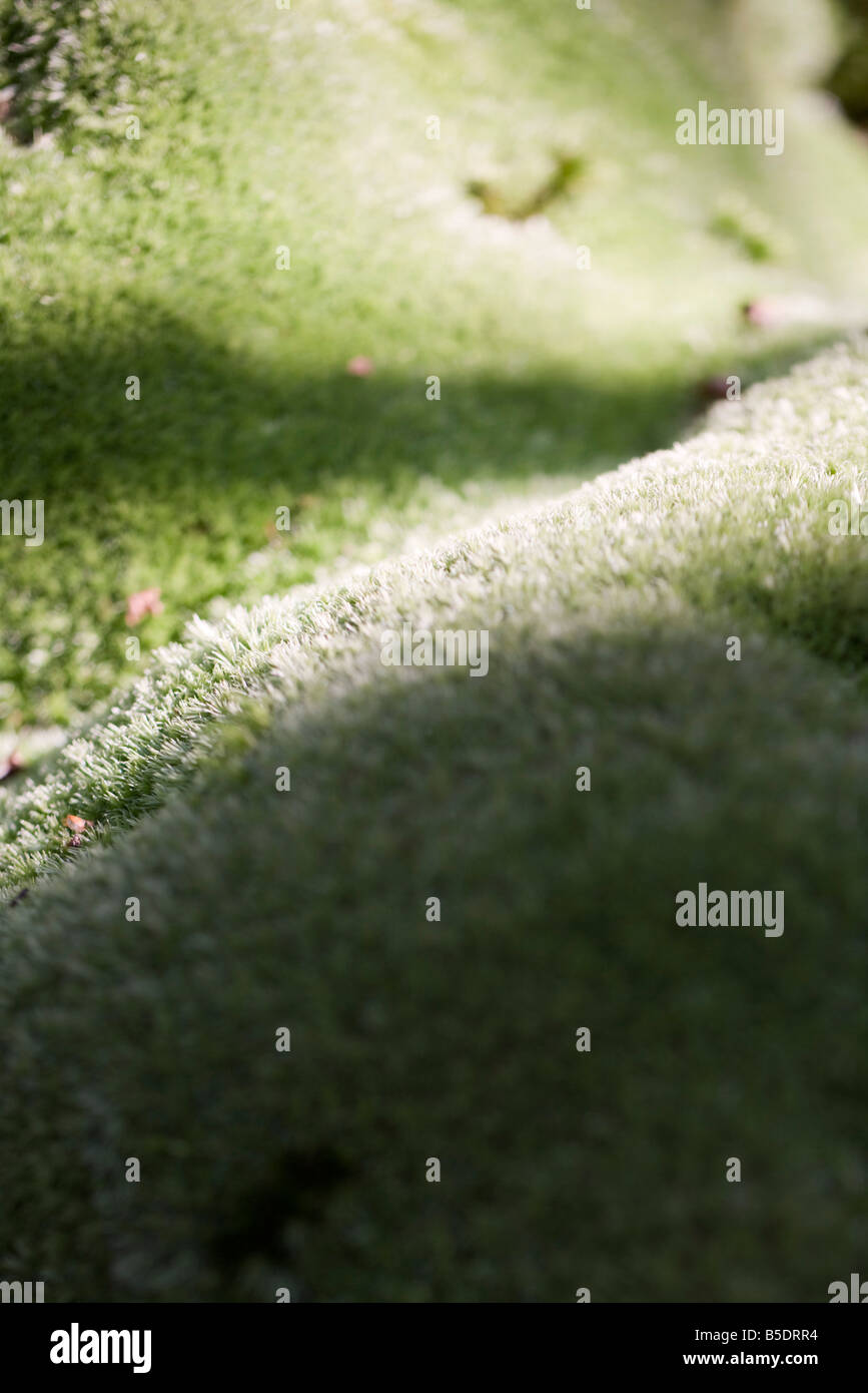 Close up moss landscape hi-res stock photography and images - Alamy