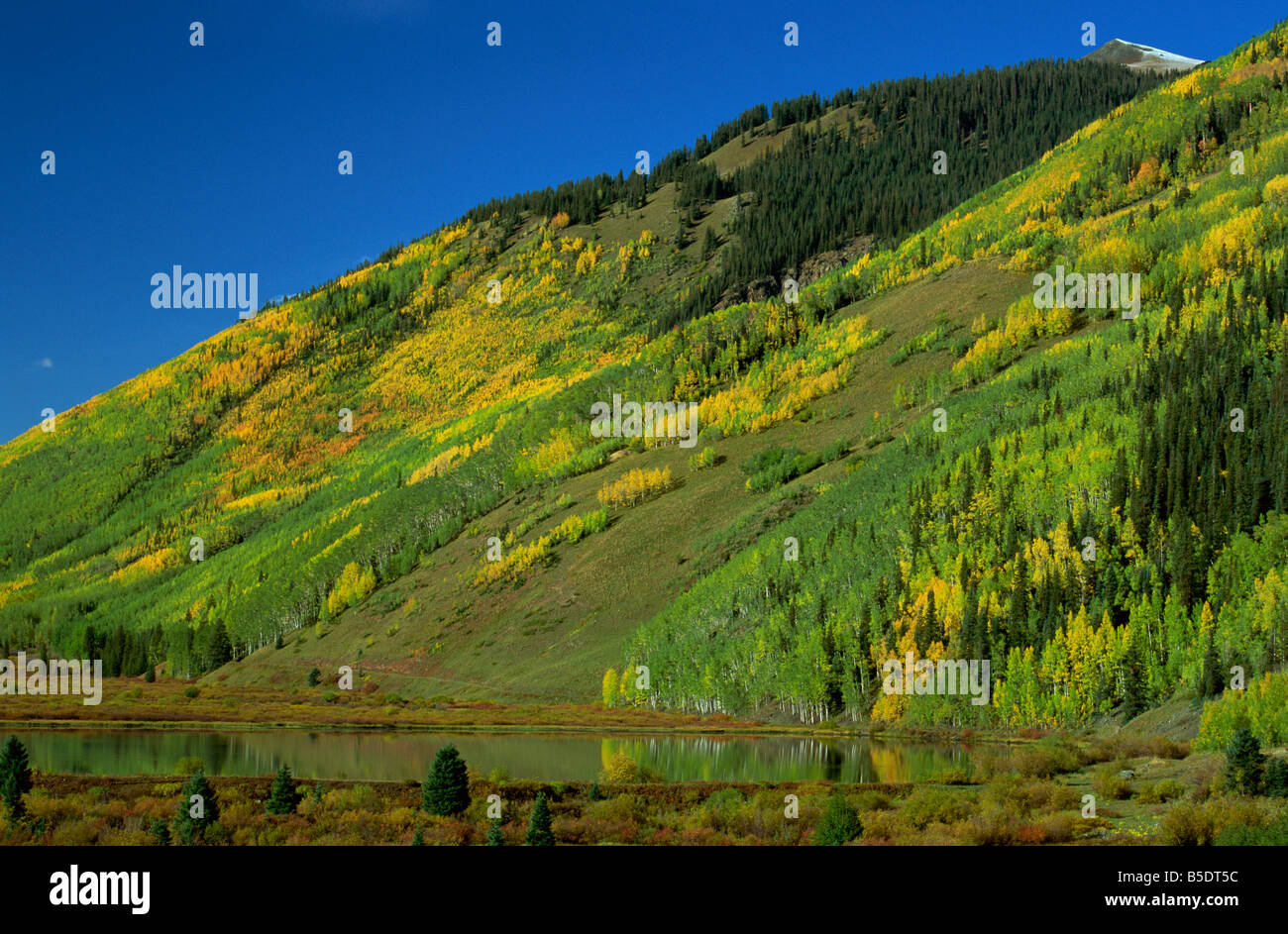Aspens by lake, San Juan Skyway, Colorado, USA, North America Stock Photo