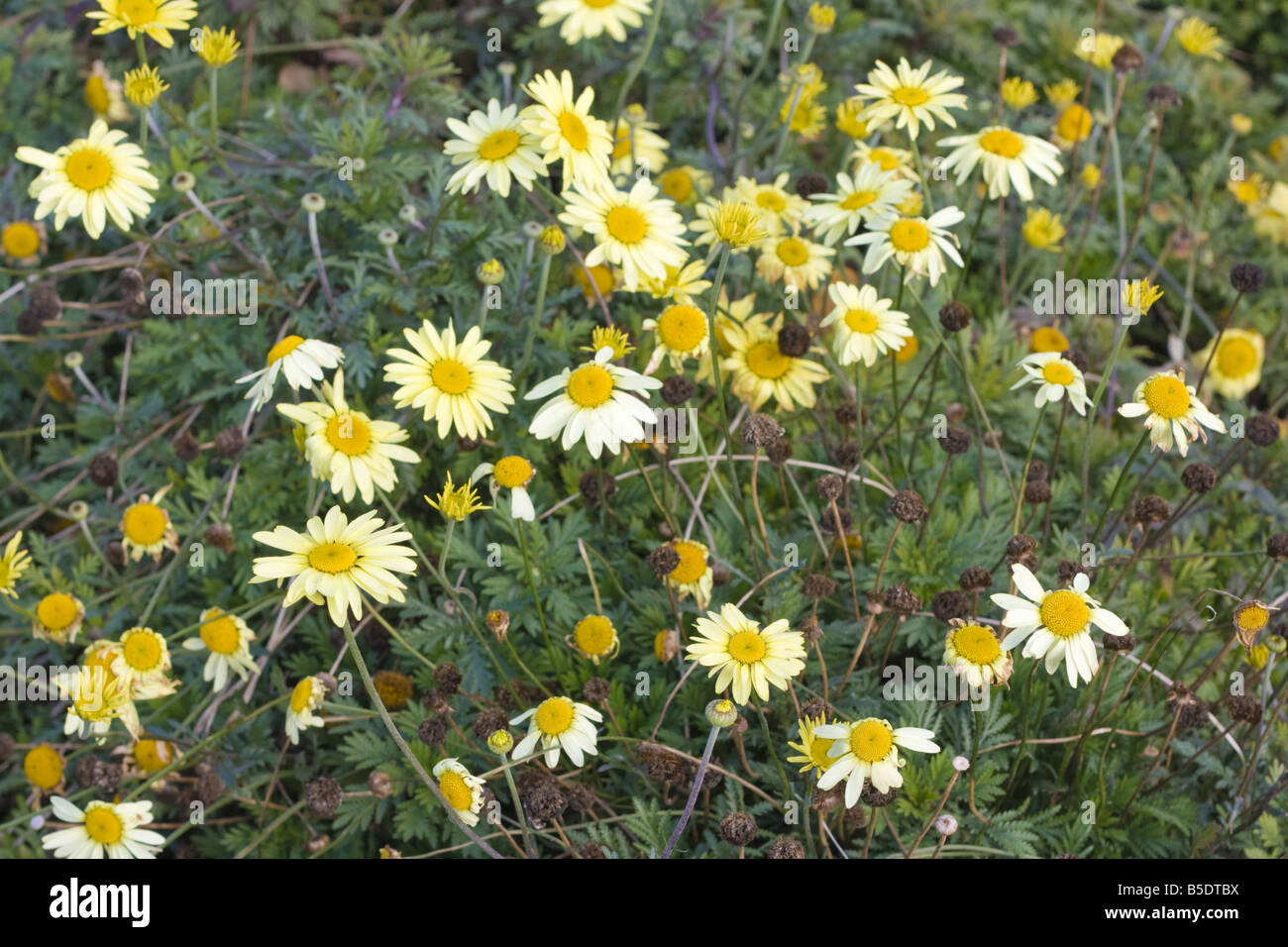 anthemis tinctoria or yellow chamomile Stock Photo