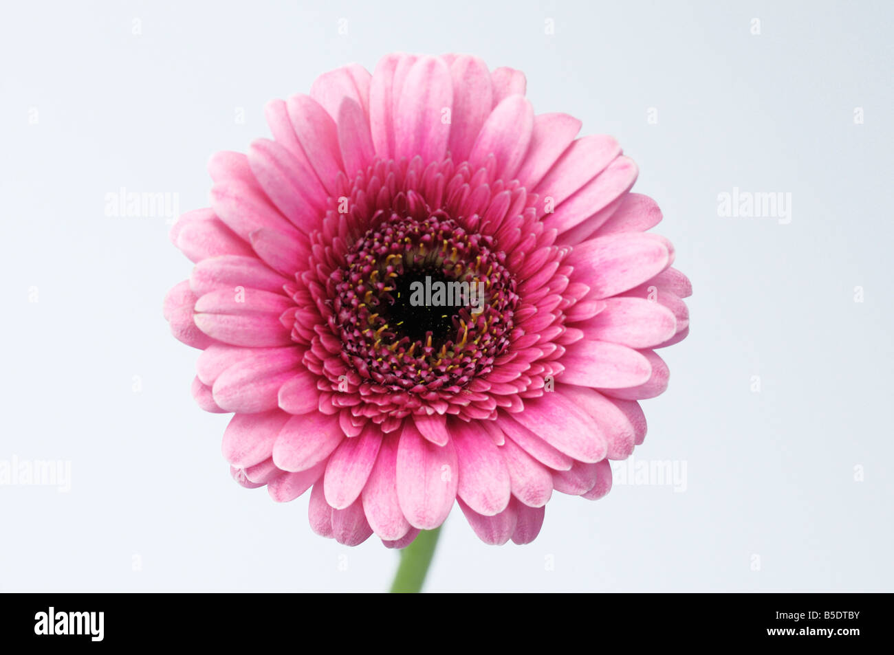 Barberton Daisy (Gerbera Gerbera jamesonii ) Pink flower on white background Stock Photo
