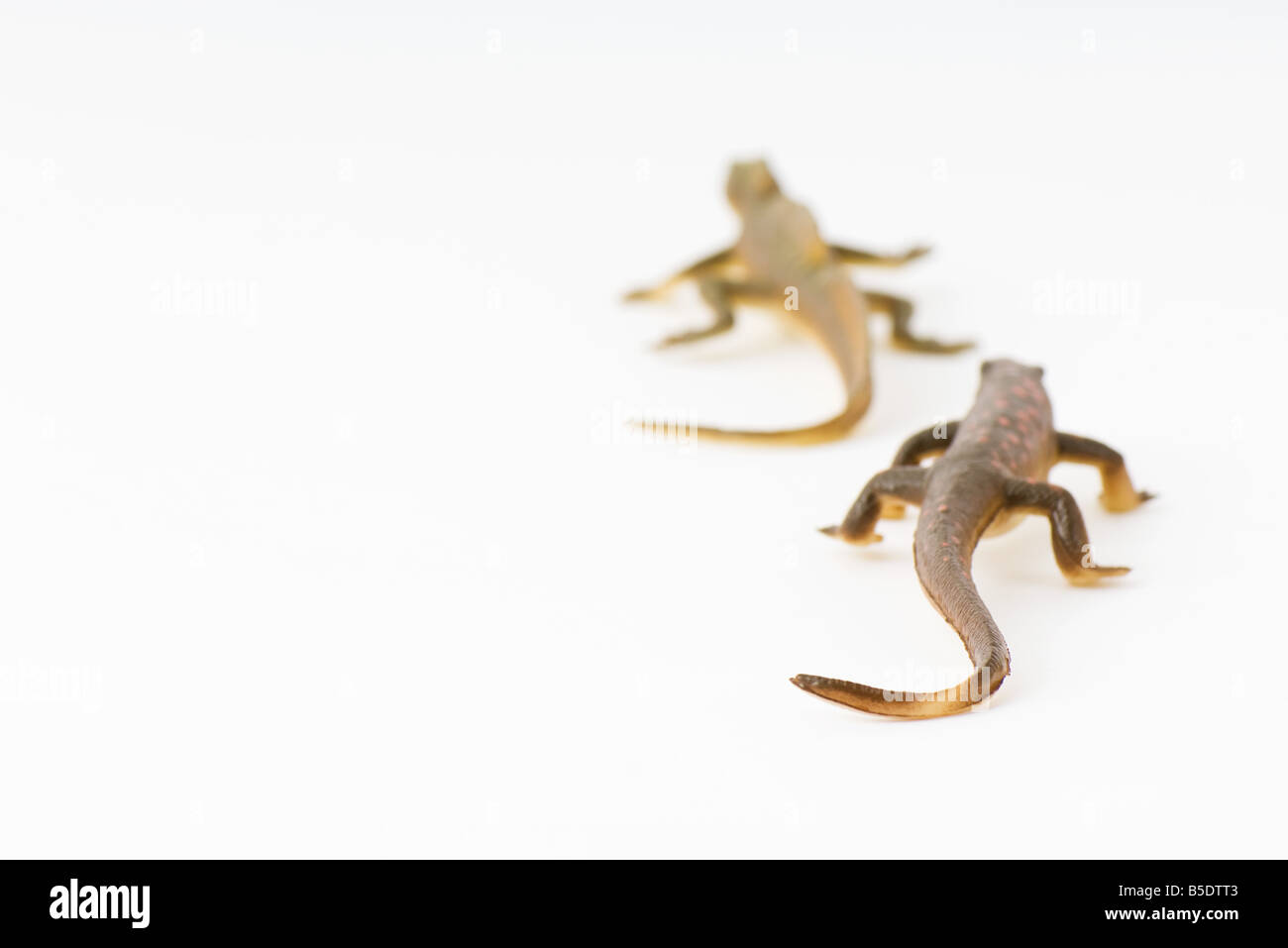 Toy lizards, one following the other, rear view Stock Photo