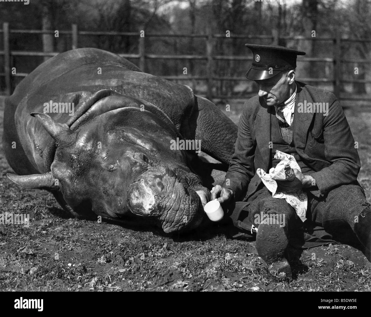 The Spring Weather Really Gets Him Down. Mahon, six-year-old rhinoceros at Whipsnado Zoo, wasn═t a bit pleased at the sudden cha Stock Photo