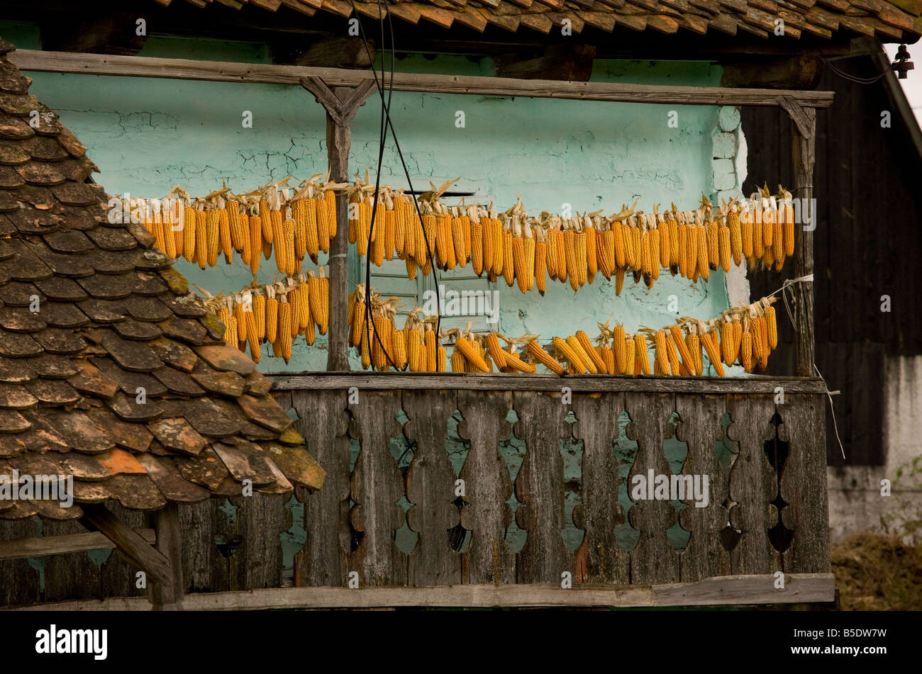 Sweet corn maize hanging up to dry on balcony of old house Ocland autumn Romania Stock Photo