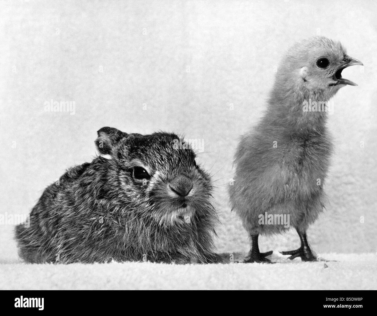 Baby with rabbits Black and White Stock Photos & Images - Alamy