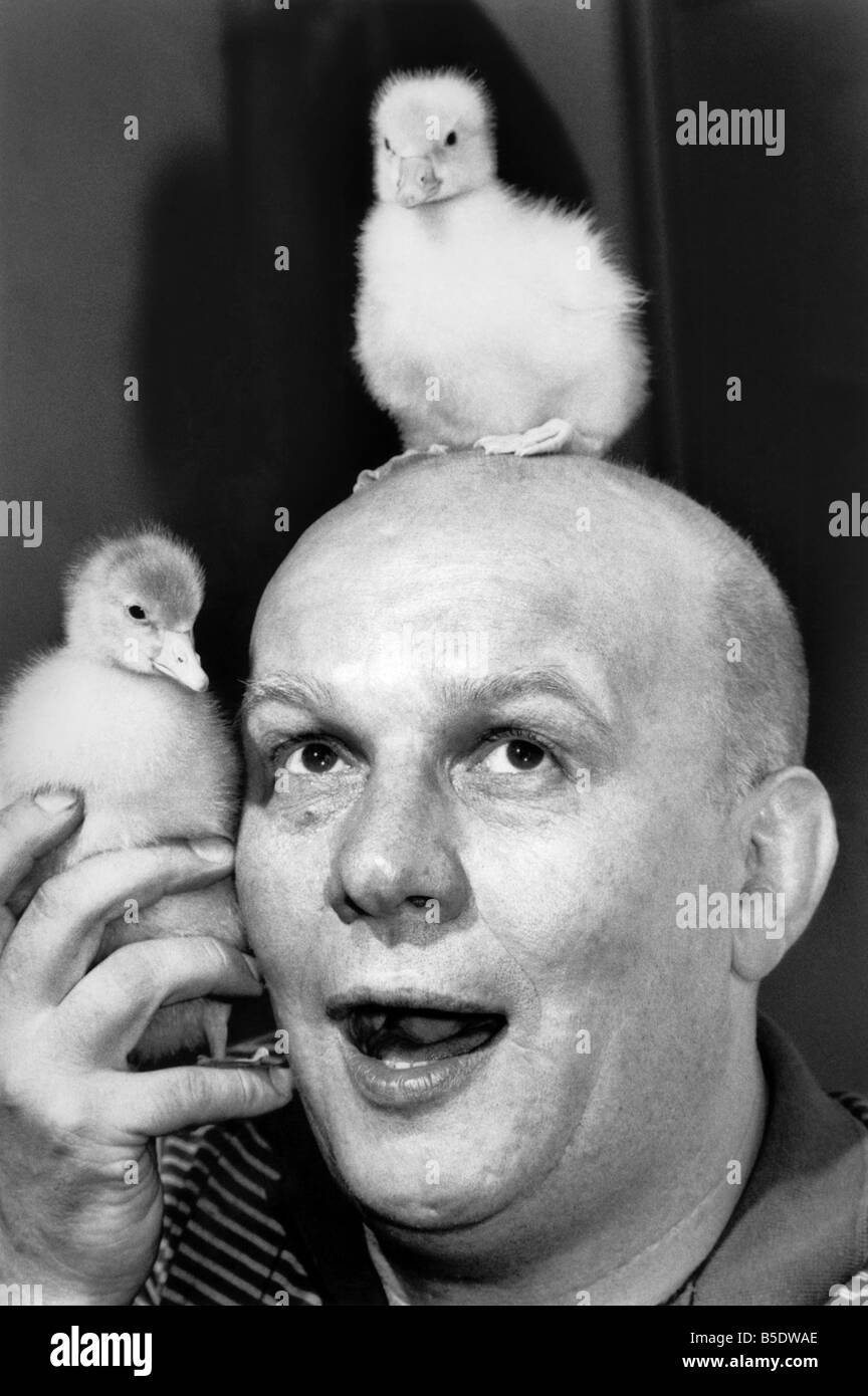 Anything for a gaggle. Screenwriter Brian Glover has geese on the brain. His latest film Laughterhouse, which opens on Friday July 20 in London, is about a farmer’s adventures walking a gaggle of geese to a market. Brian found the ganders great fun and liked them so much that he adopted these two goslings as pets. Big Softy. Brian Glover with his pet gosling. July 1984 P000679 Stock Photo