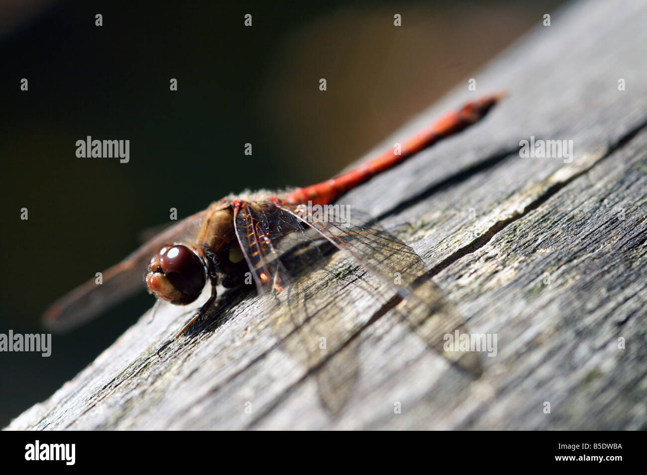 Red bodied dragonfly perched on a log fence Stock Photo