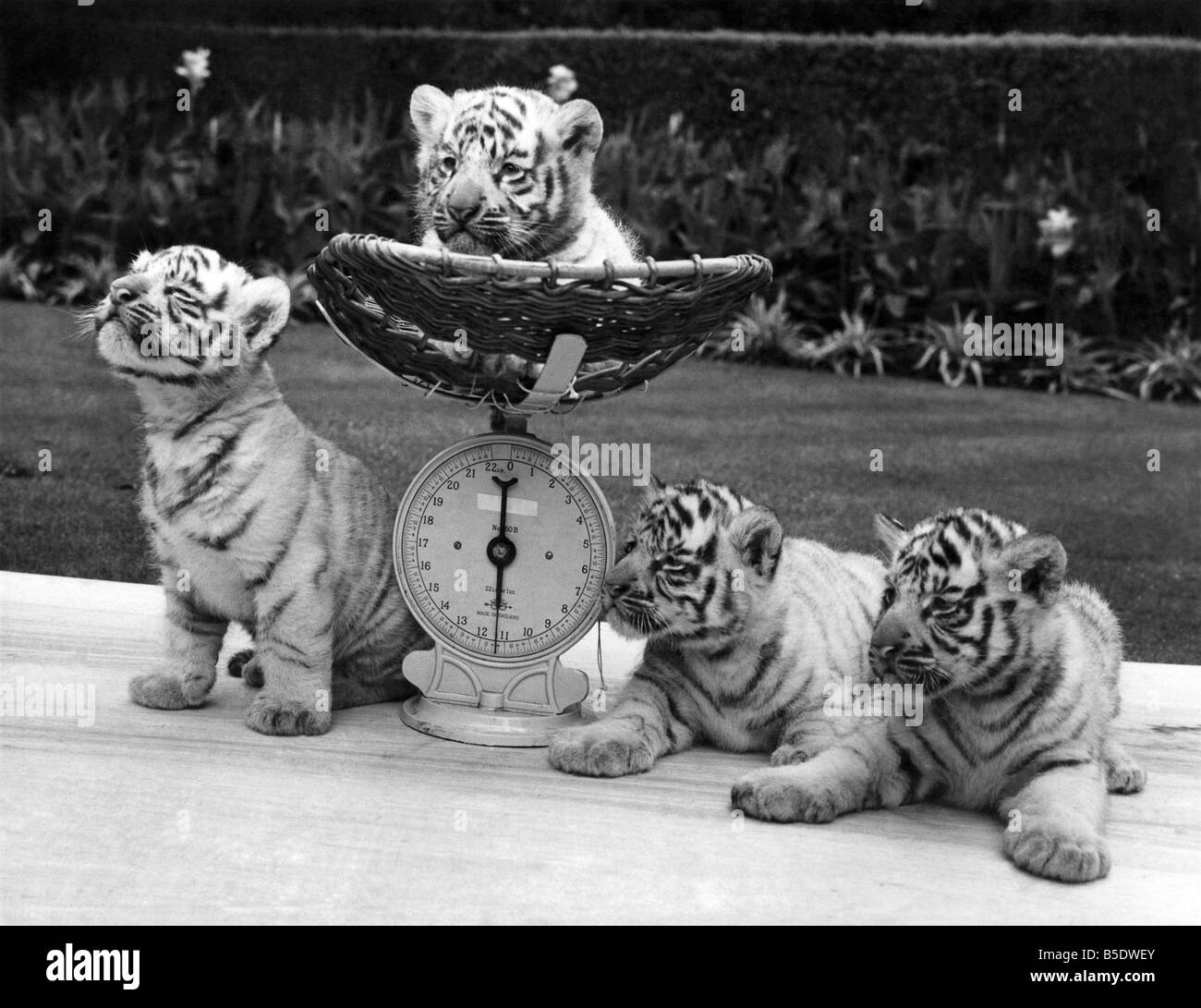 Quads weigh in at ú50,000. The tigers who are worth a fortune. These