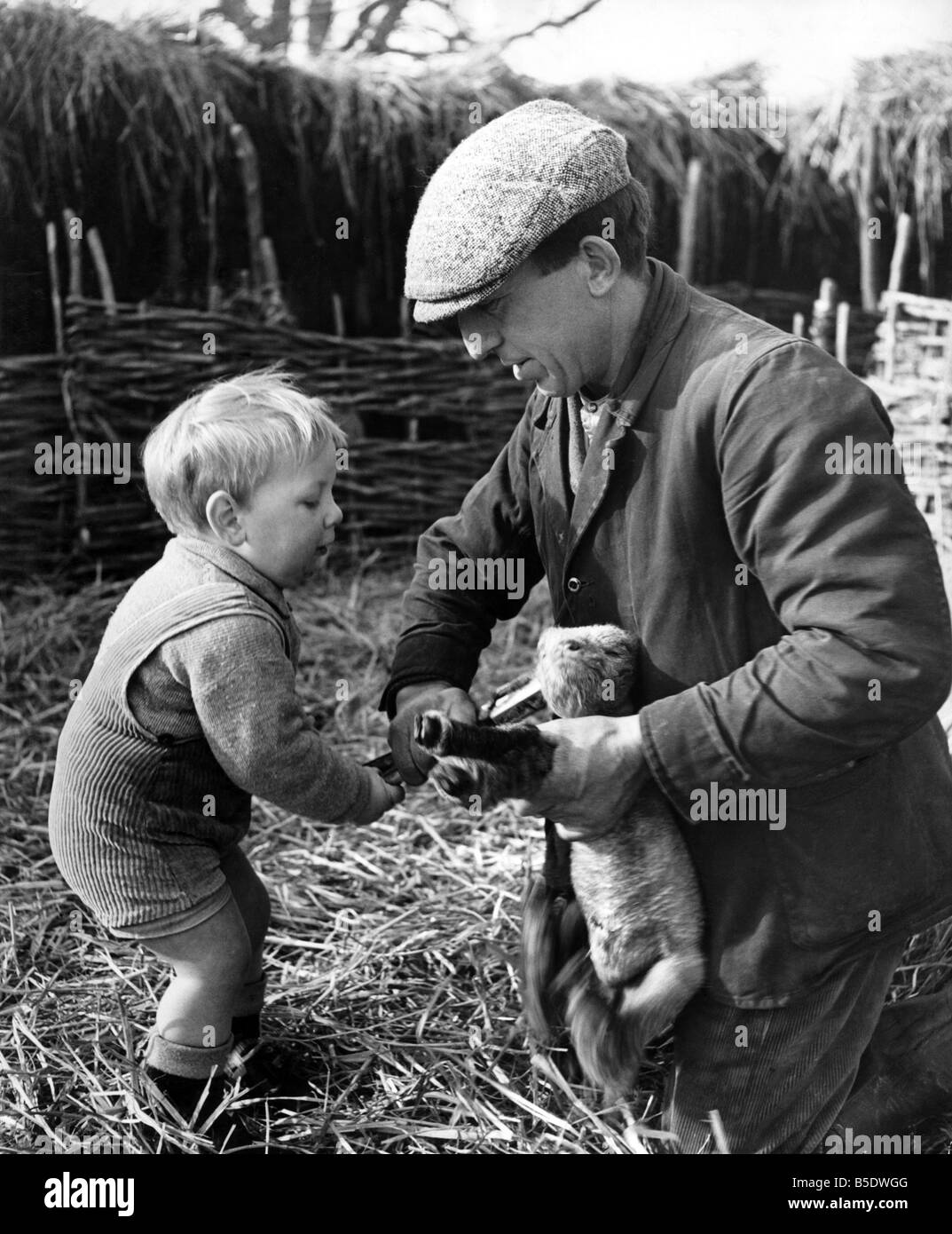 As soon as possible after a pedigree lamb is born it's ear is marked with it's number, and from then onwards his pedigree is known amongst all sheep men in the world. Young Jimmy lends a hand to his father with the punch. February 1947 P000747 Stock Photo