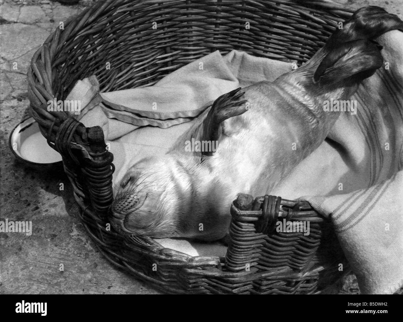 Sinbad sleeps peacefully in his basket. For his sake don't let any other seals see this picture! He'd never live it down! July 1955 P000754 Stock Photo