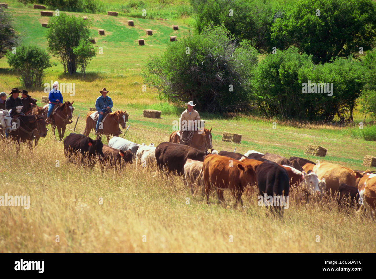 Cattle round-up in high pasture, Lonesome Spur Ranch, Lonesome Spur, Montana, USA, North America Stock Photo