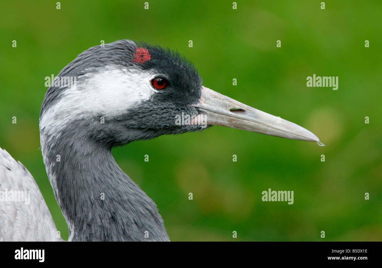 Common crane Grus grus head detail captive Stock Photo