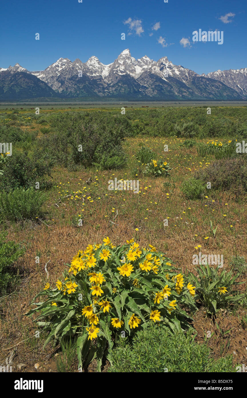 Yellow wild flowers in a meadow with the Grand Teton Cathedral group of