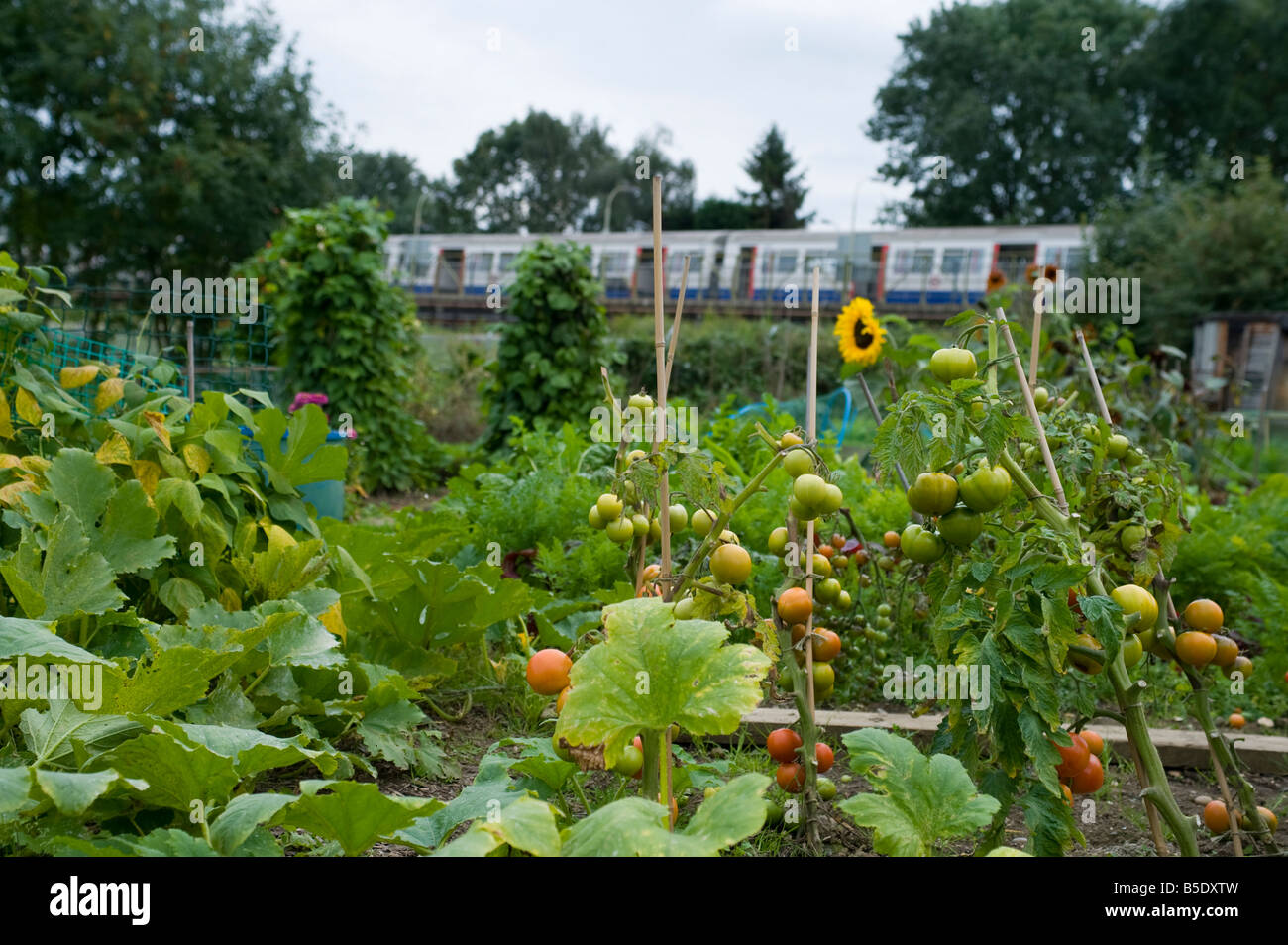 A tube train passes in the distance with the allotment in the front in Greater London, Harrow. Stock Photo