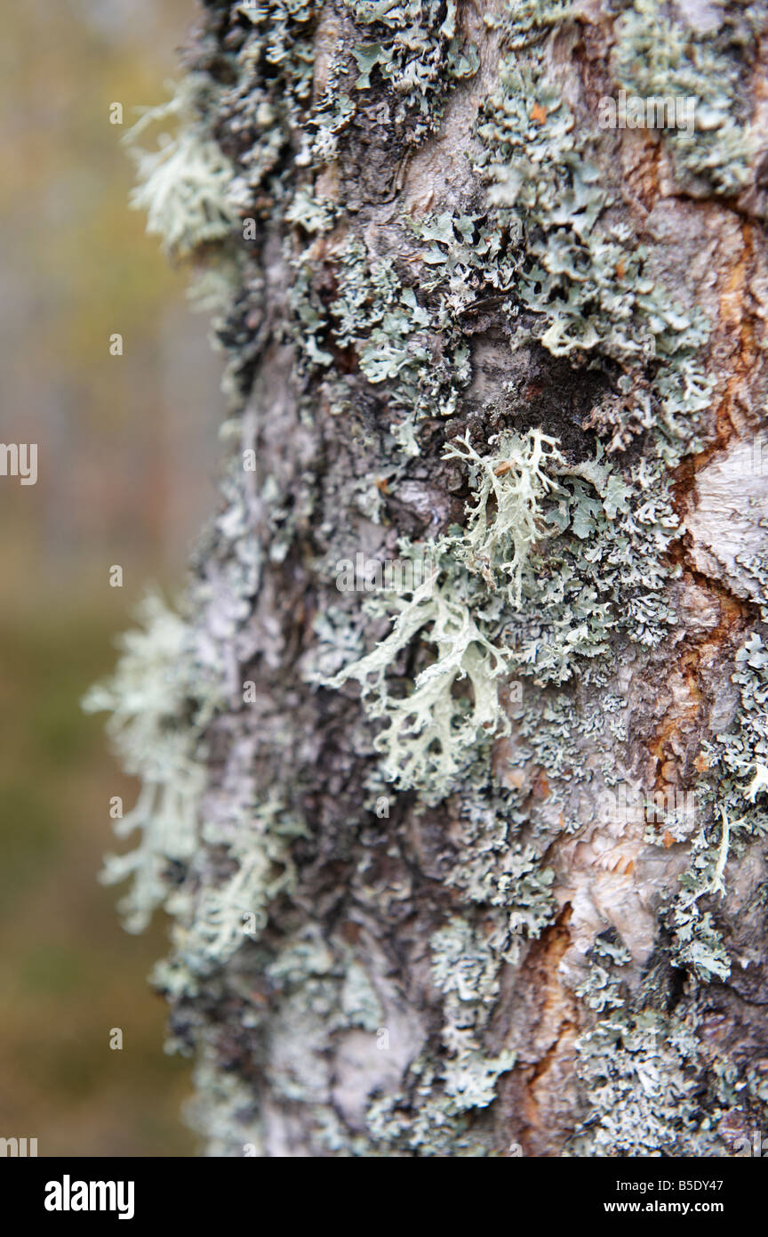 Lichen Tree Bark Scotland UK in the autumn on silver birch Betula pendula Stock Photo