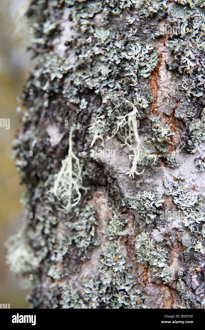 Tree Bark Scotland UK in the autumn on silver birch Betula pendula Stock Photo
