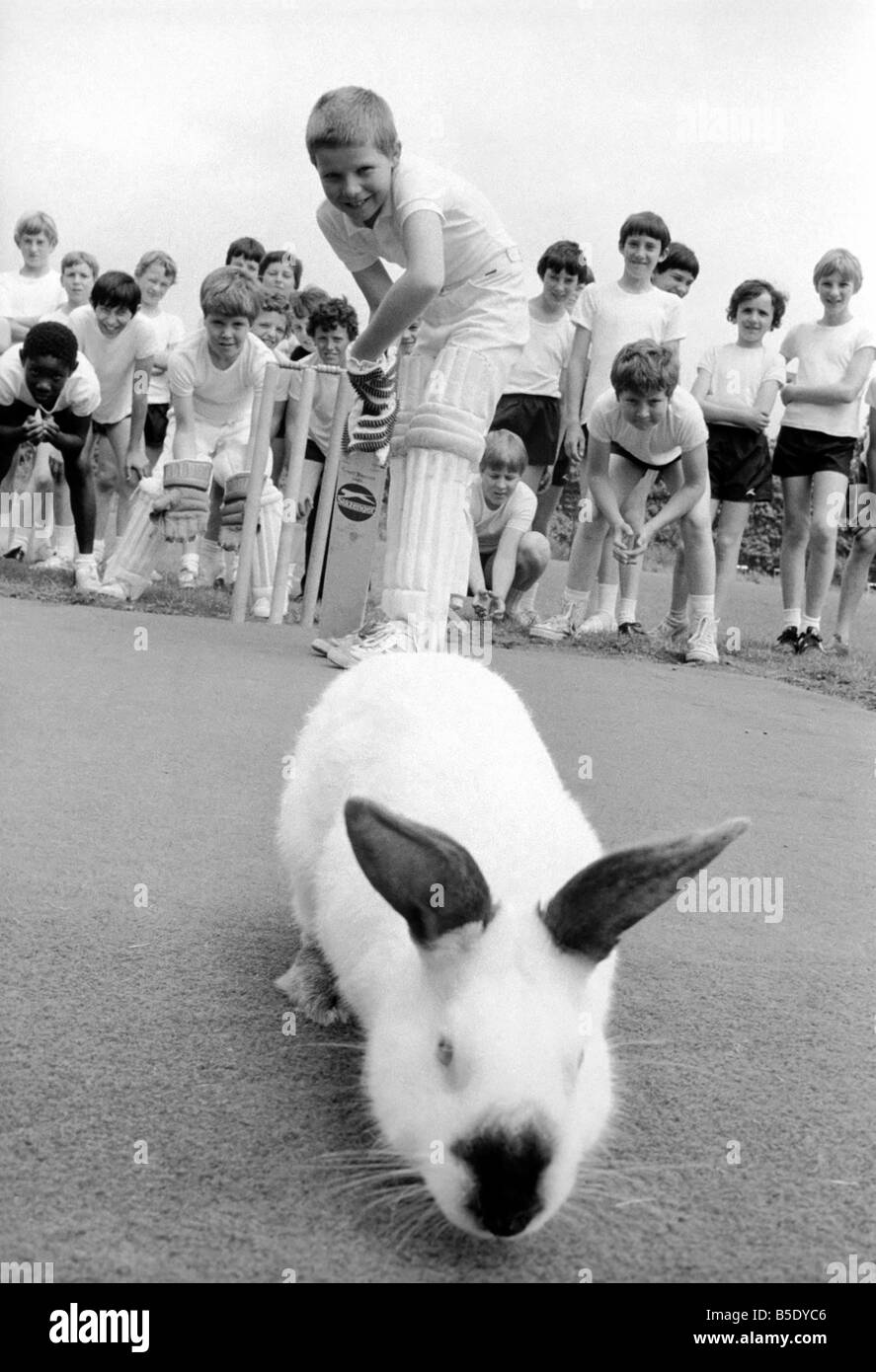 Téléchargement gratuit Images Animal Humour Sport Rabbits On Cricket Pitch July 1981 81 actualisé salutations