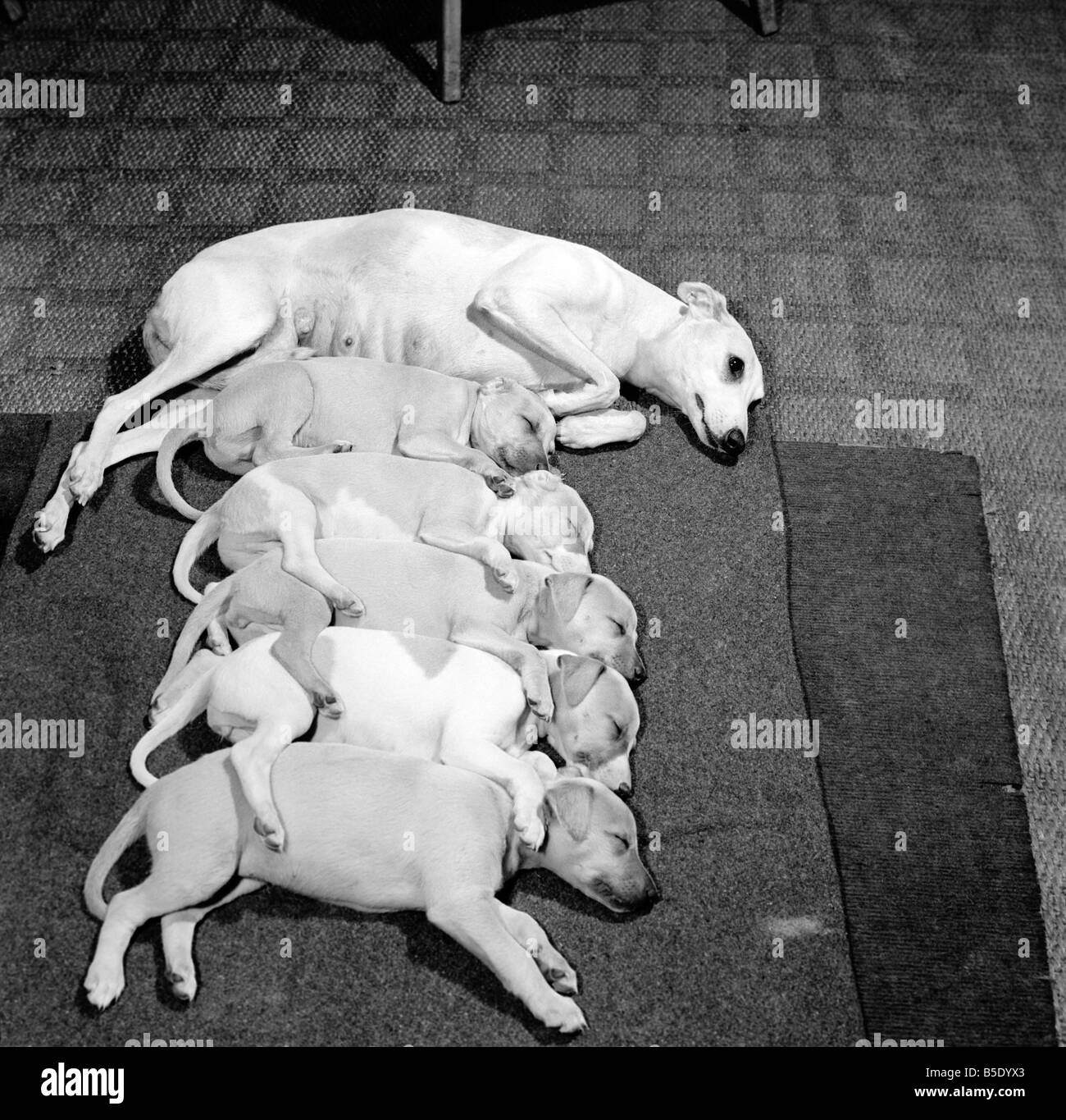 Whippet bitch seen here with her pups. October 1960 Stock Photo - Alamy