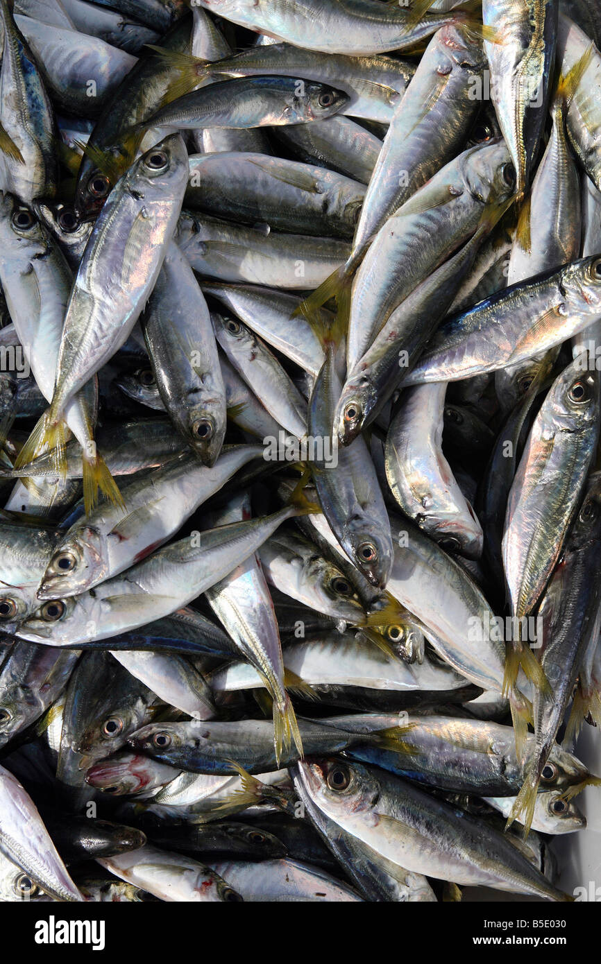 Freshly caught sardines Stock Photo Alamy