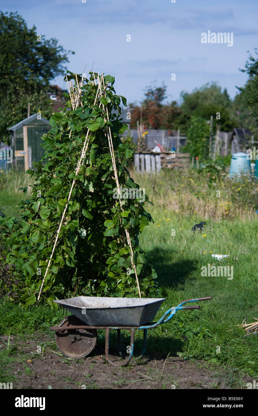 Runner beans and a wheel barrow at an allotment in West Harrow near London Stock Photo