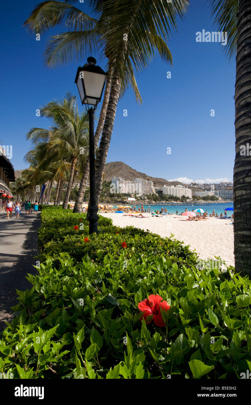 Anfi beach luxury resort and palm tree lined promenade in Arguineguin southern Gran Canaria Canary Islands Spain Stock Photo