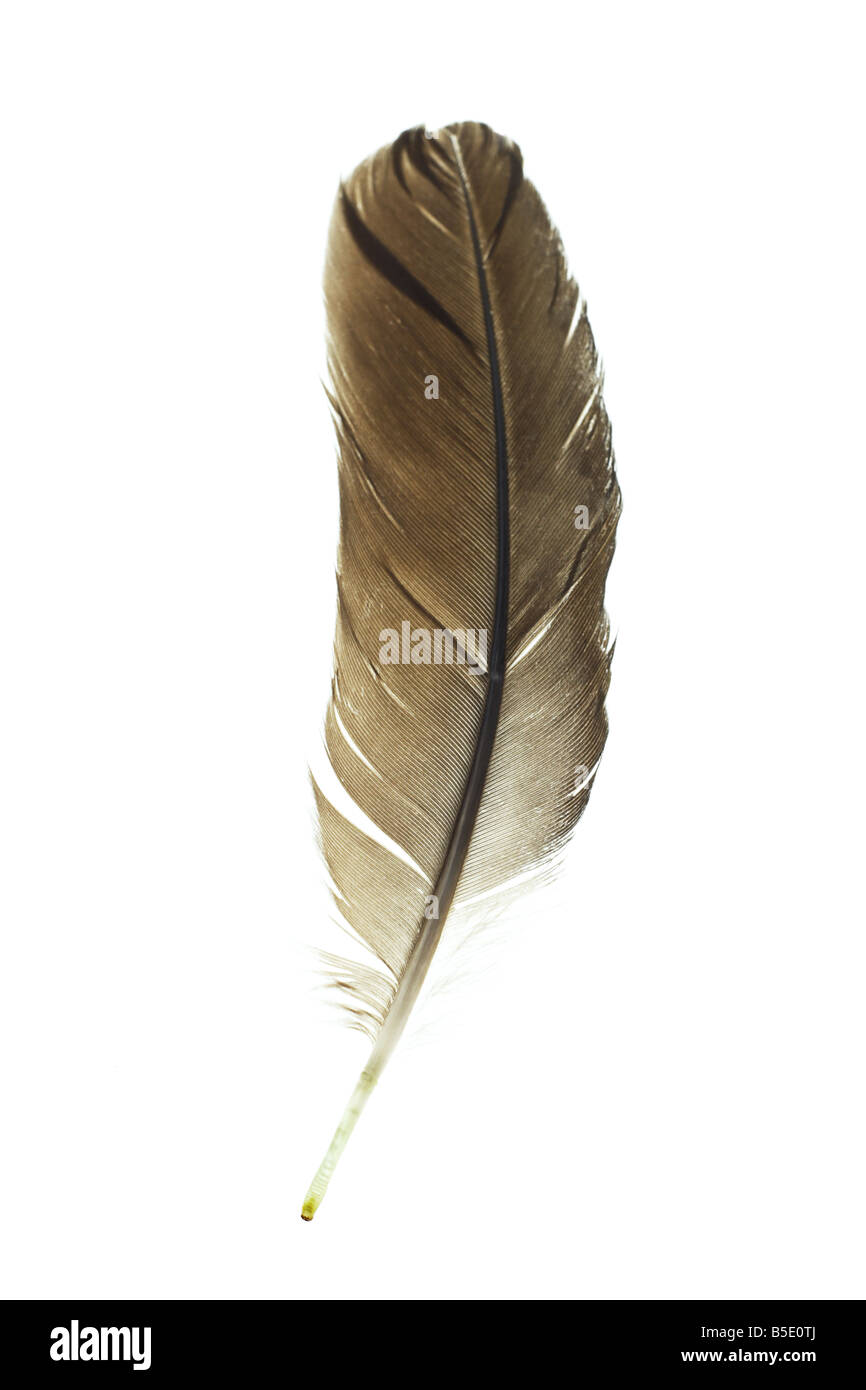 Bird s feather isolated on white background Stock Photo