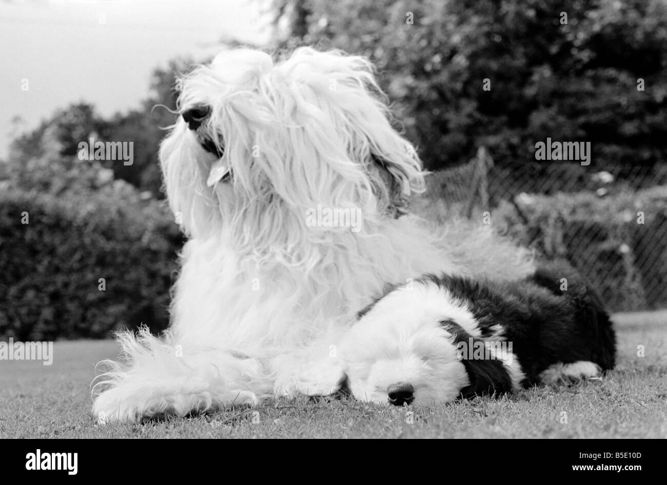 Old English Sheepdog Grooming | learn How to Groom Sheepdogs!
