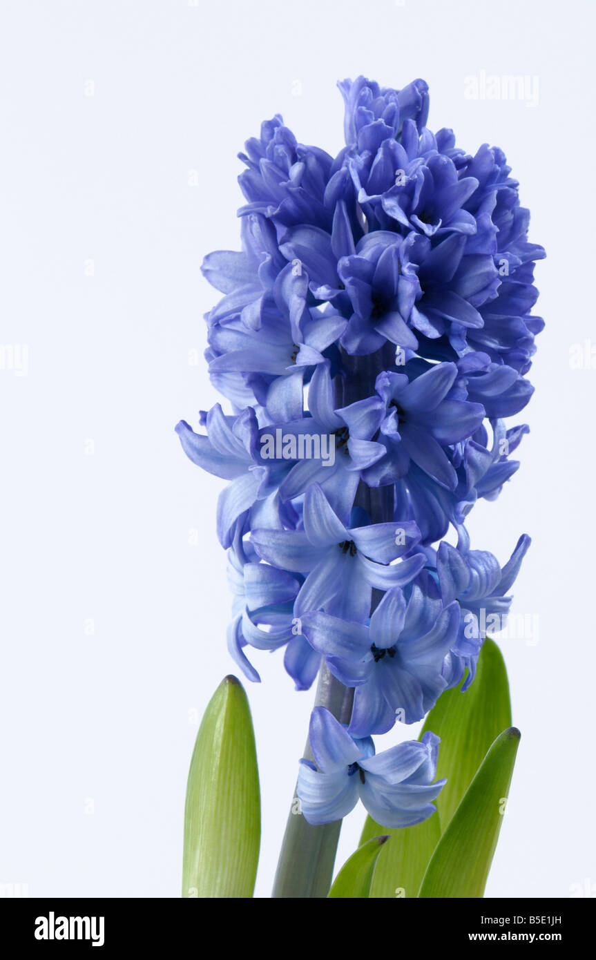 Common Hyacinth (Hyacinthus orientalis), blue flowers, studio picture Stock Photo