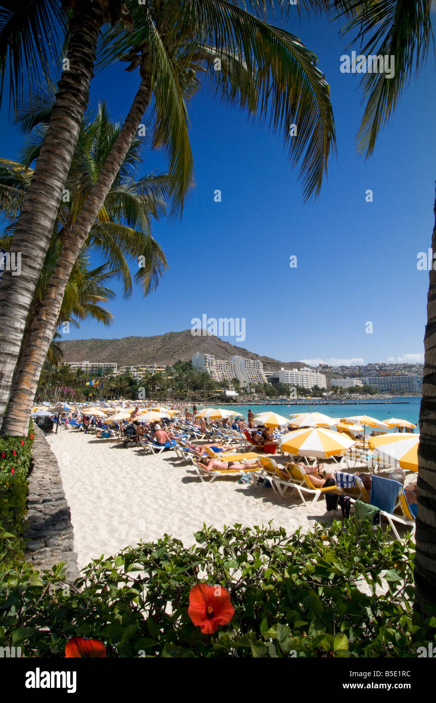 GRAN CANARIA Anfi beach luxury coastline resort with palm trees and hibiscus in Arguineguin southern Gran Canaria Canary Islands Spain Stock Photo