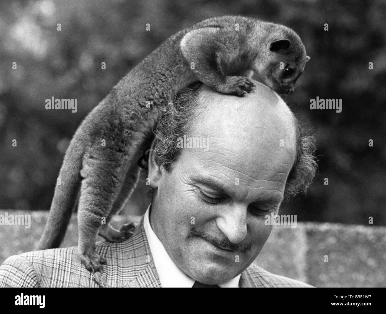 Pedro the Kinkajou is on top of the world - enjoying a little global exploration across the head of his new master, Chester Zoo Stock Photo