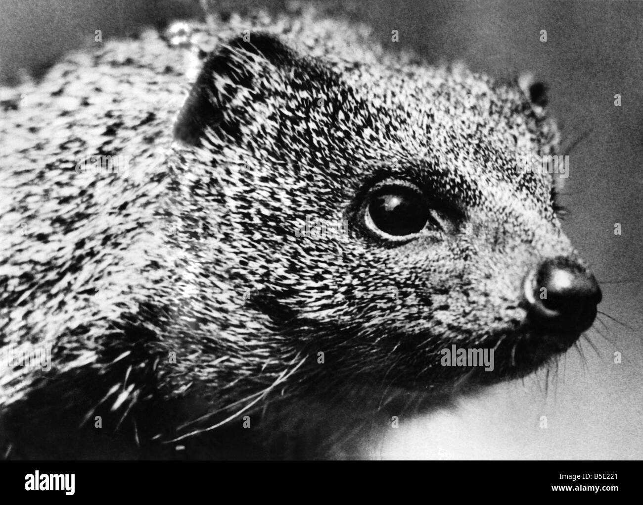 The mongoose Black and White Stock Photos Images Alamy
