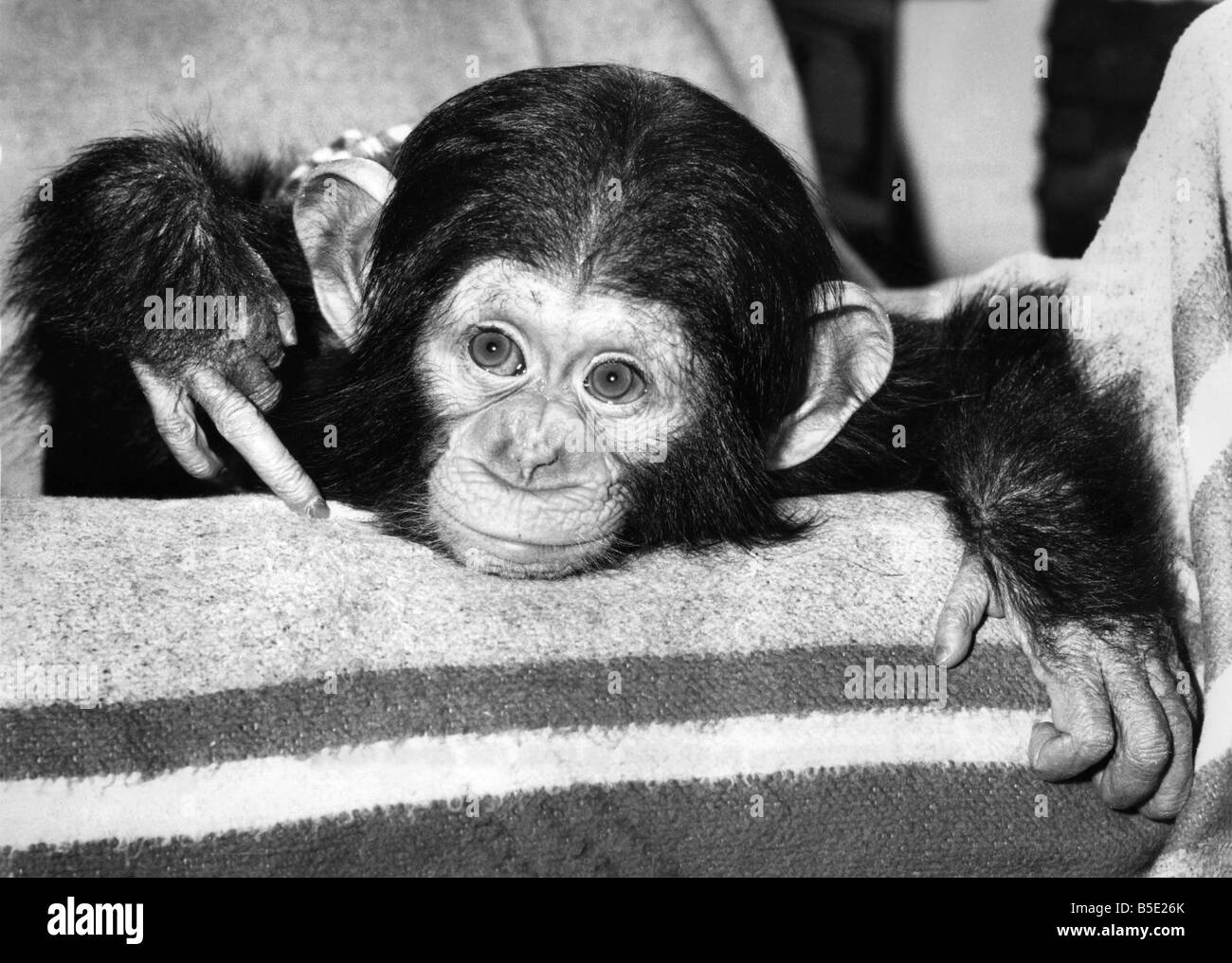 Jambo, a  chocolate-coloured baby chimpanzee born at Twycross Zoo in Leicestershire,&#13;&#10;April 1983 Stock Photo